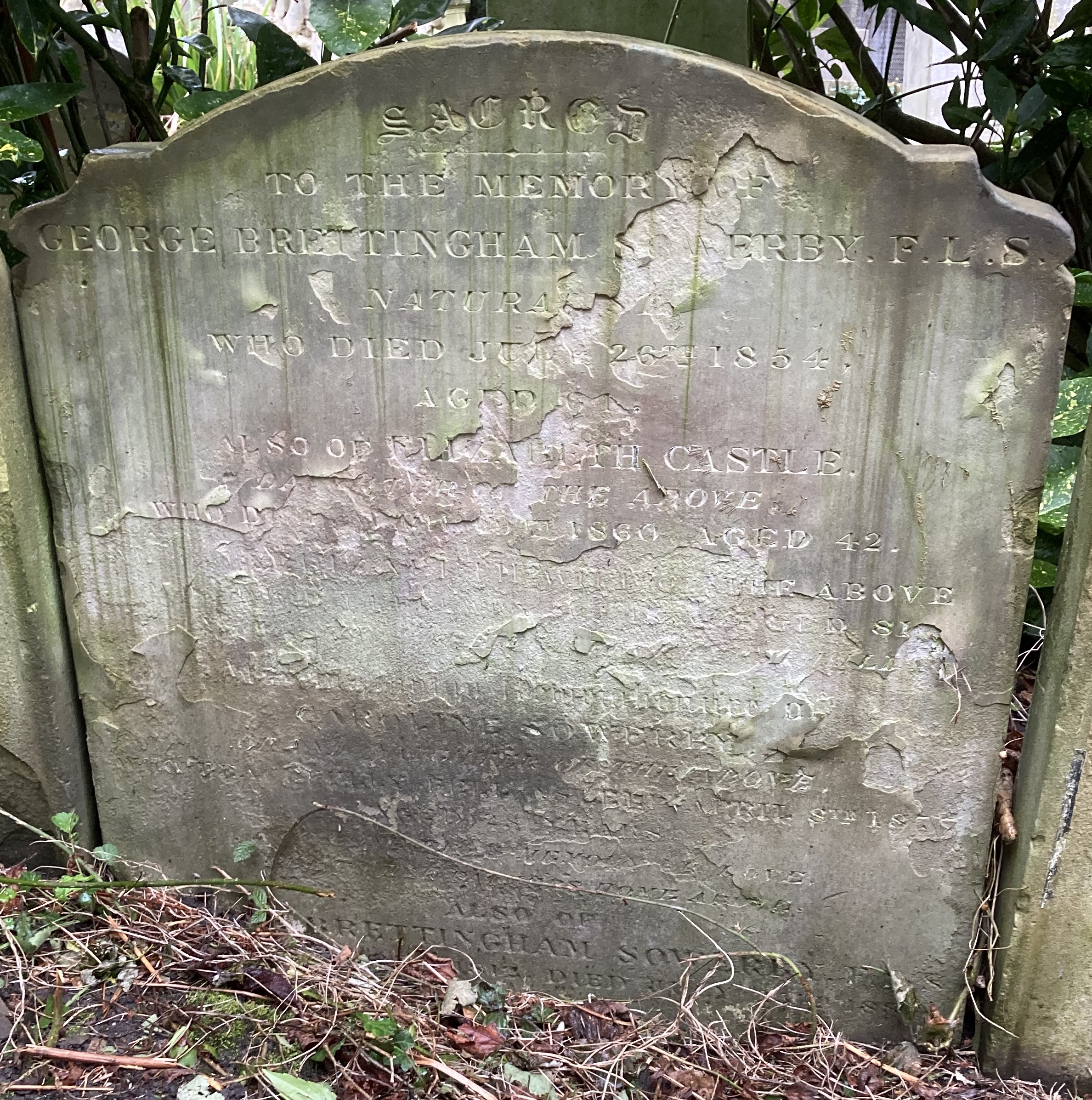 Portrait of G. B. (George Brettingham) Sowerby