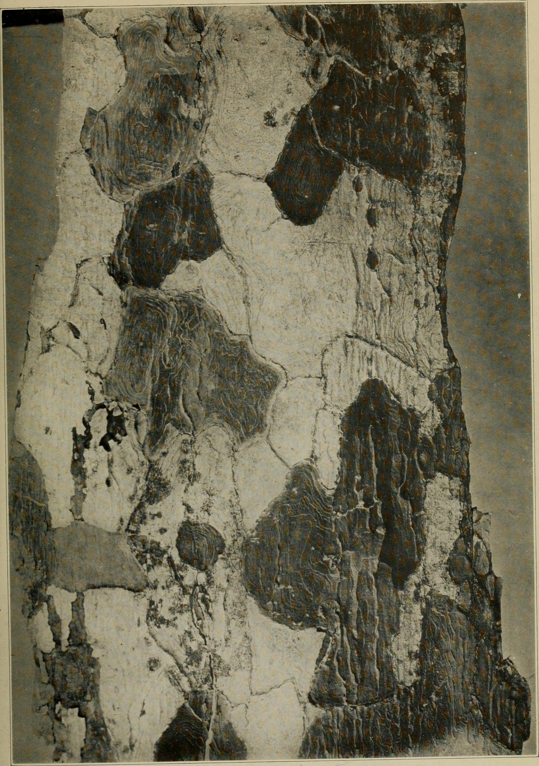 Portrait of Samuel J. (Samuel James) Record
