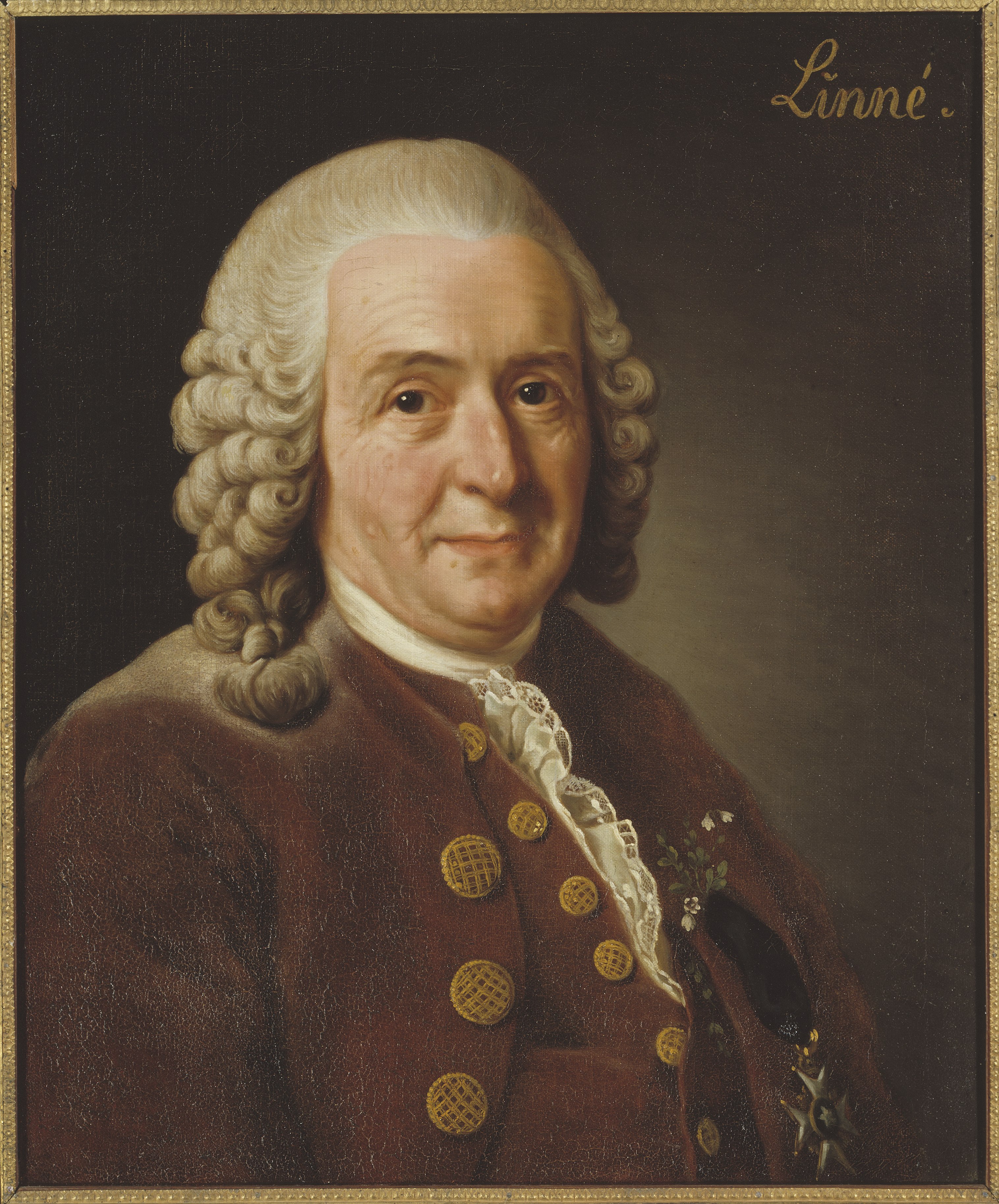 Portrait of Carl von Linné
