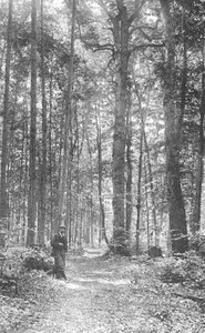 Michigan Trees: A Handbook of the Native and Most Important Introduced Species by Charles Herbert Otis