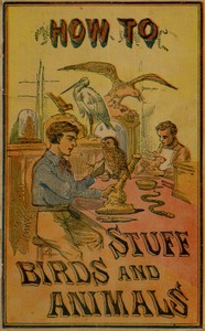 How to stuff birds and animals : $b A valuable book giving instruction in collecting, preparing, mounting, and preserving birds, animals, and insects by Aaron A. Warford
