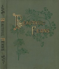 Beautiful Ferns by Daniel Cady Eaton