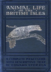 Animal Life of the British Isles
A Pocket Guide to the Mammals, Reptiles and Batrachians of Wayside and Woodland by Edward Step