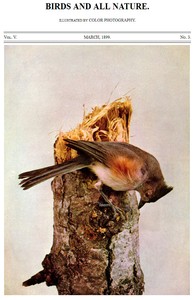 Birds and All Nature, Vol. 5, No. 3, March 1899
Illustrated by Color Photography by Various