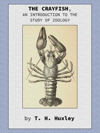 The Crayfish: An Introduction to the Study of Zoology. by Thomas Henry Huxley
