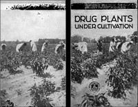 Drug Plants Under Cultivation by W. W. (Warner Webster) Stockberger