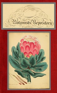 The botanist's repository for new and rare plants; vol. 01 & 02 [of 10] by Henry Cranke Andrews
