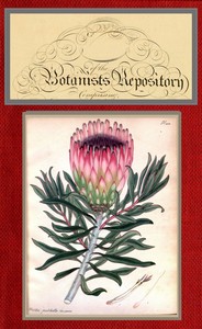 The botanist's repository for new and rare plants; vol. 07 [of 10] by Henry Cranke Andrews